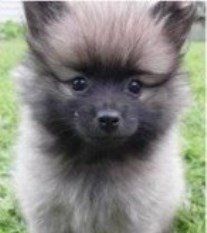 Fox faced purebred Pomeranian